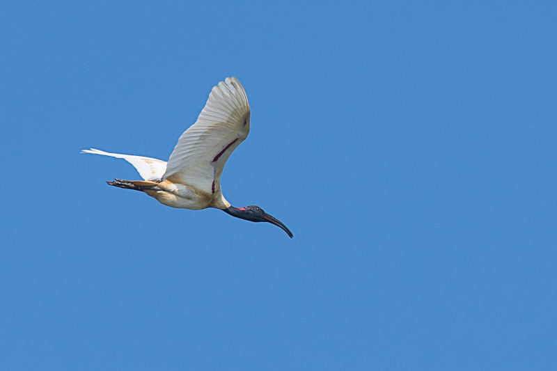 Indische Witte Ibis